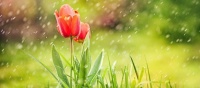 My tulips in the rain
