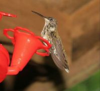 hummers 7-28-2015 053