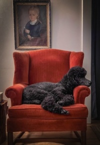 Portrait of a relaxing poodle