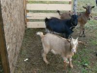 My three Pygmy Goats