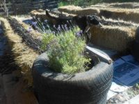 Our Produce Garden - Lavender Munstead, Transplanted From My Herb Garden & Doing Great!