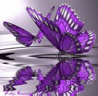 Purple-Butterflies
