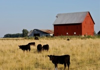 Red Barn & Angus Cattle