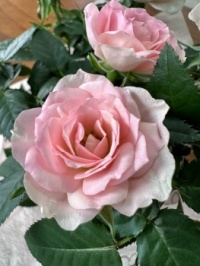 Carole's roses