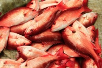 Huachinango morning fish market, Zihuatanejo, Mexico