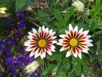 Gazania rigens
