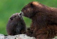 GUESS:  Please Give the Specific Name of These Cute Endangered Animals