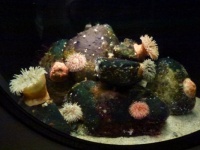 Coldwater sea anemones from the North Sea