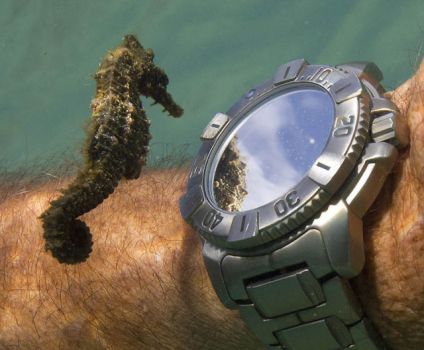 Seahorse looking into a diver's watch