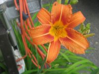 First orange day lily of the year