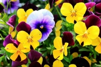 pansy
