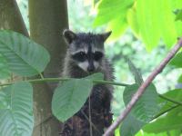 Raccoon in a Tree