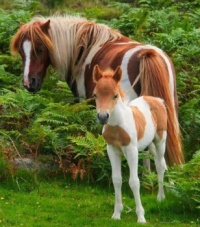 Mare & Baby-National Geographic