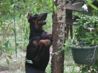 If I could climb this tree I could get that critter!