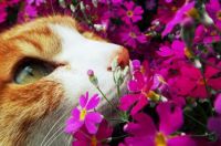 Kitty in the Flowers