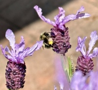Busy bee on the lavender