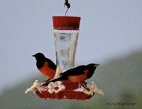 Zihuatanejo Mexico: Vented orioles at hummingbird feeder.