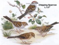 likely-Sparrow-Chipping