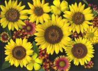Sunburst Bouquet