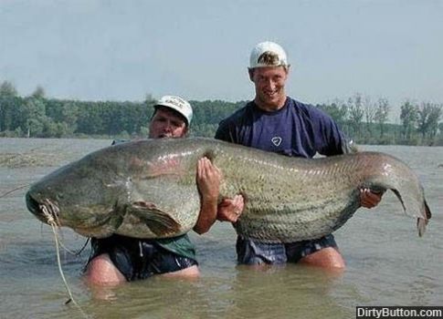now this is a BIG fish