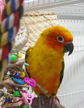 Bandit, a sun conure