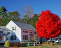 themes: trees and flowers