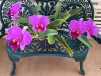 purple orchids