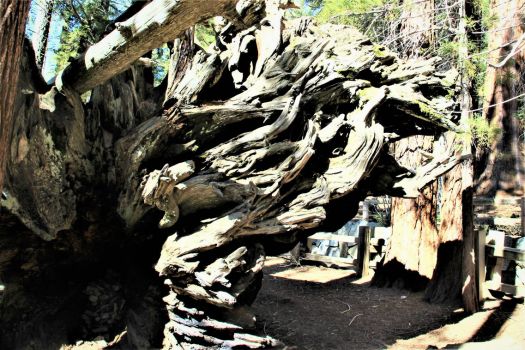 Sequoia tree root system