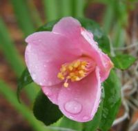 Camellia - in the rain today.