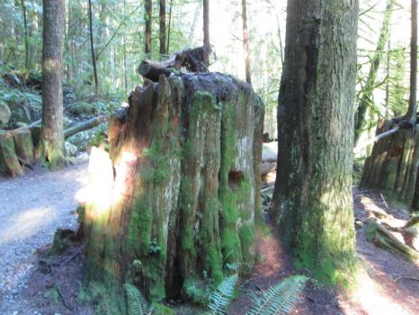 An Old Stump with a Notch