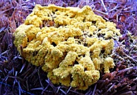 WEIRD AND WONDERFUL SLIME MOLD COMOX VALLEY - 4 OF 4