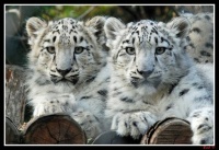 snow tiger