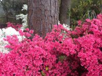 Azalea Close Up