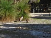 Kangaroos at Whiteman Park  Western Australia