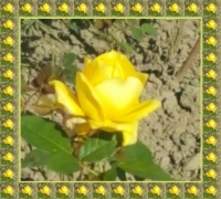 Žlutá růže / Yellow Rose