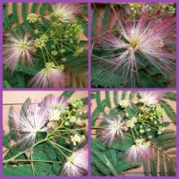 Mimosa Flowers--Like Tu-Tu Skirts For Fairies