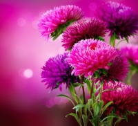 2 ~ Roze Asters.