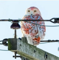 Orange Alert: What Caused the Colors on This Snowy Owl?