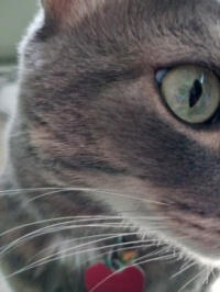 Closeup