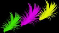 Bright colored feathers