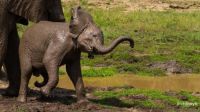 A young elephant cooling itself with mud and water.                              IC  Phinda Privte Game Reserve   Rich Steyn