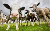 cattle48