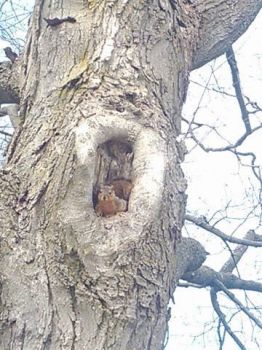 KPH Squirrel