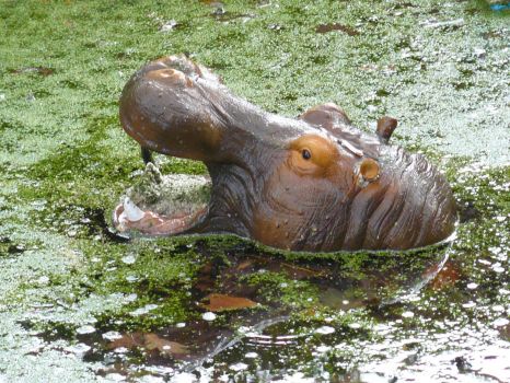 hippopotamus/nijlpaard