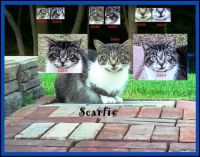 Cats I Know - Scarfie 2010 versus 2021