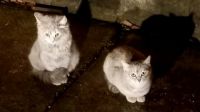railyard cats (0248)