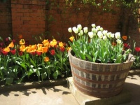 Tulips at Tyntesfield