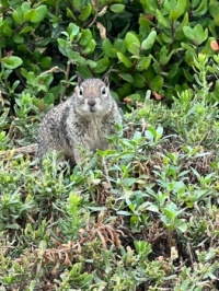 Beach Loving Squirrel