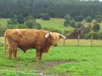 Highland Cattle