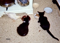 Three juveniles sharing lunch